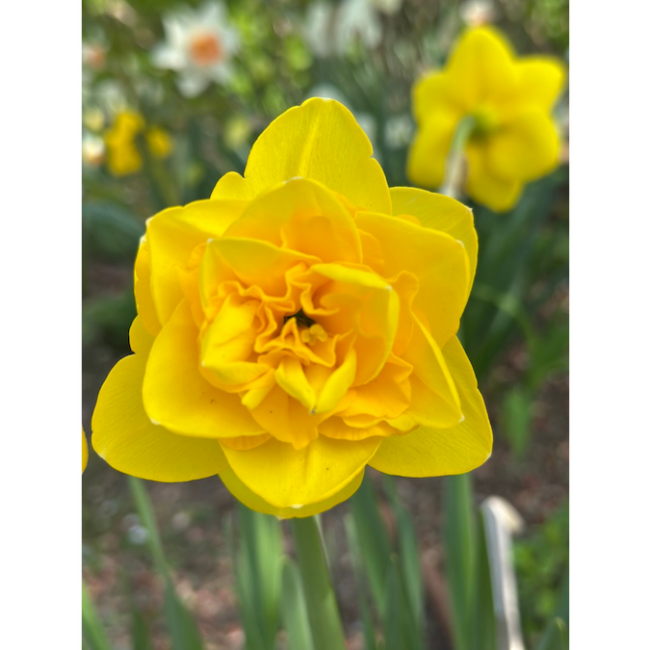 A closeup view of a yellow daffodil.