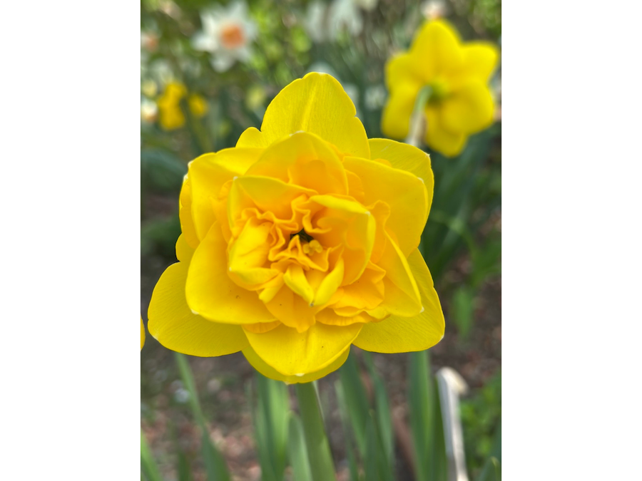 A closeup view of a yellow daffodil.