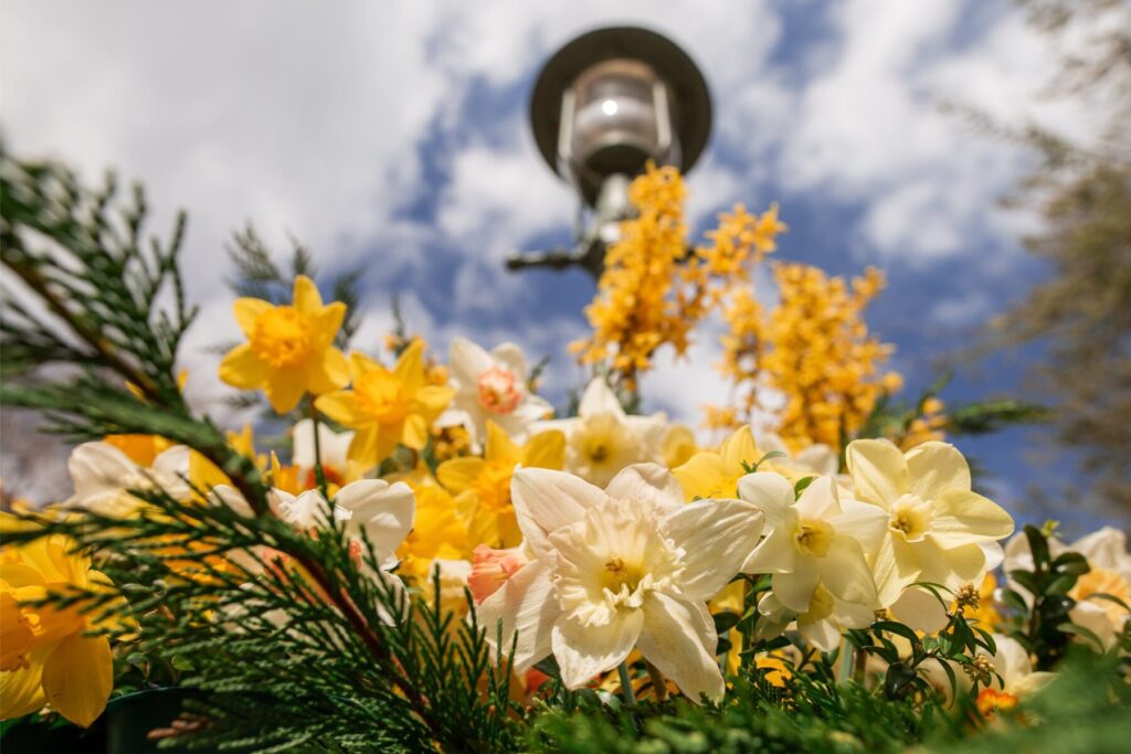 A closeup view pointing towards the sky of white and yellow daffodils in the Main Street Nantucket Fountain. the top of the fountain and a slightly cloudy blue sky are visible in the background.