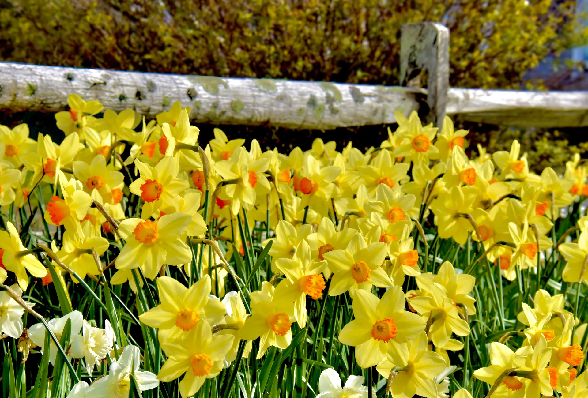 A patch of yellow with orange daffodils planted in front of a Nantucket, MA split rail fence.