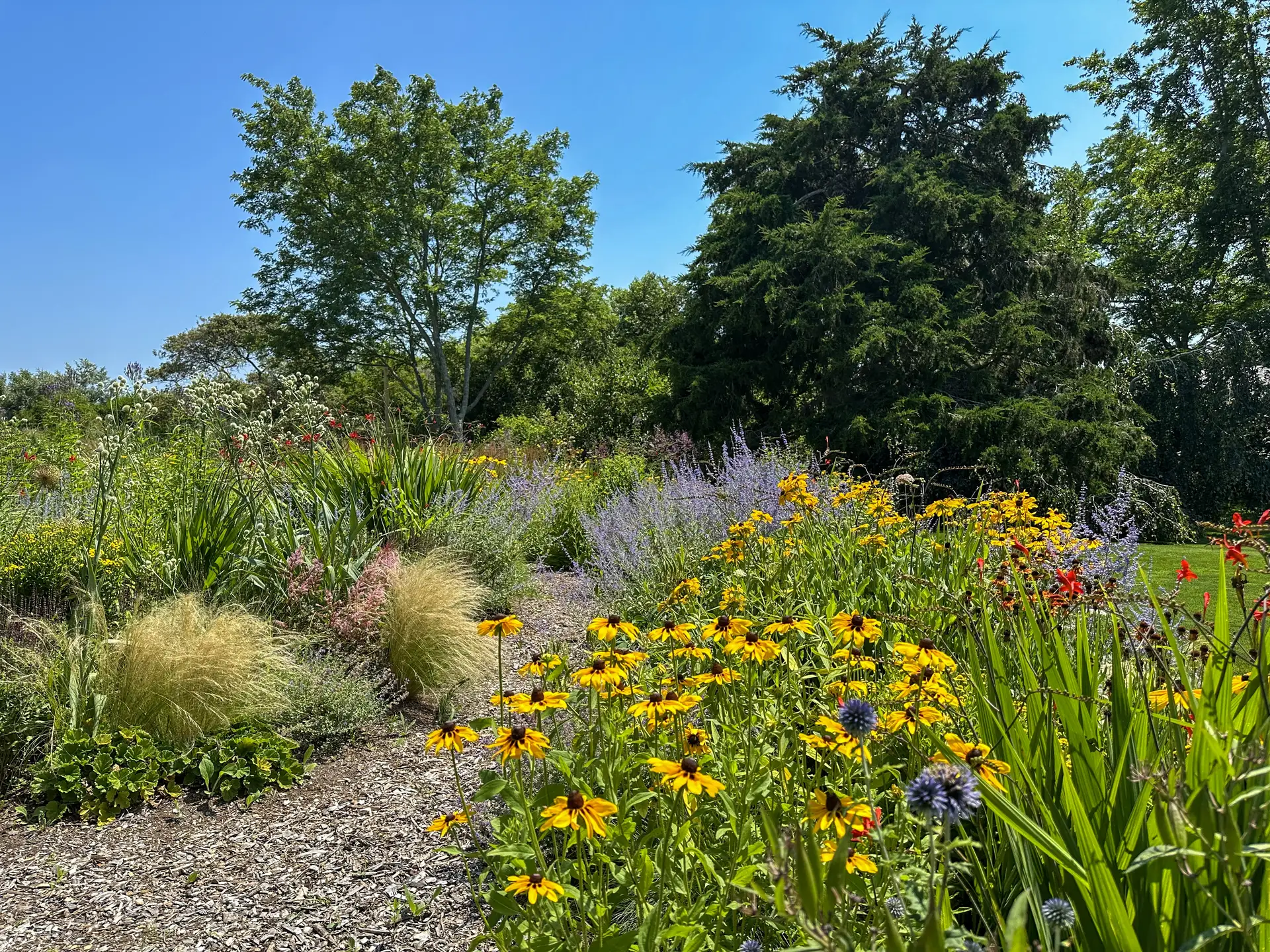 A Nantucket Garden featuring wildflowers, a mulched walkway and native grasses. The lawn and surrounding trees are seen in the background.