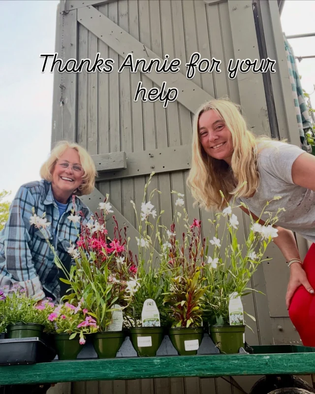 Flower box redo for Nantucket Saltmarsh Senior center - #Nantucket #flowers #summer #garden