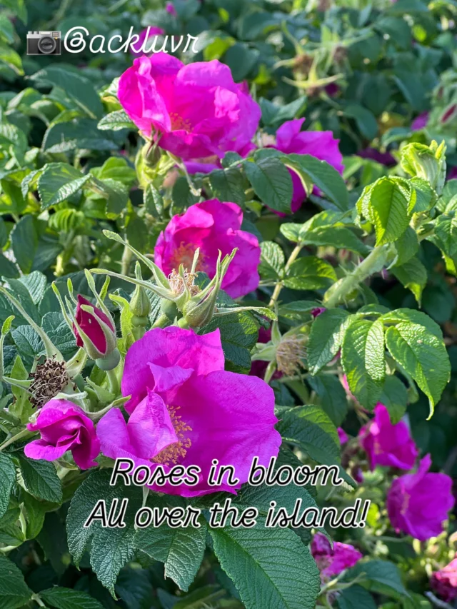 Rosa Rugosa #flowers #roses #nantucket #lifestyle #garden #walk